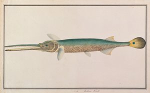 Spottail Needlefish、マラッカの魚の絵、c.1805-18（紙にトイレ） 作： Chinese School